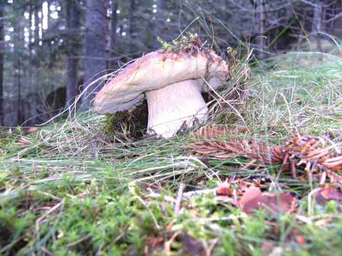  Image name: 272 Porcino.jpg 
 width: 700 pixel 
 height: 525 pixel 
 Size: 33522 bytes 
 Click to enlarge 